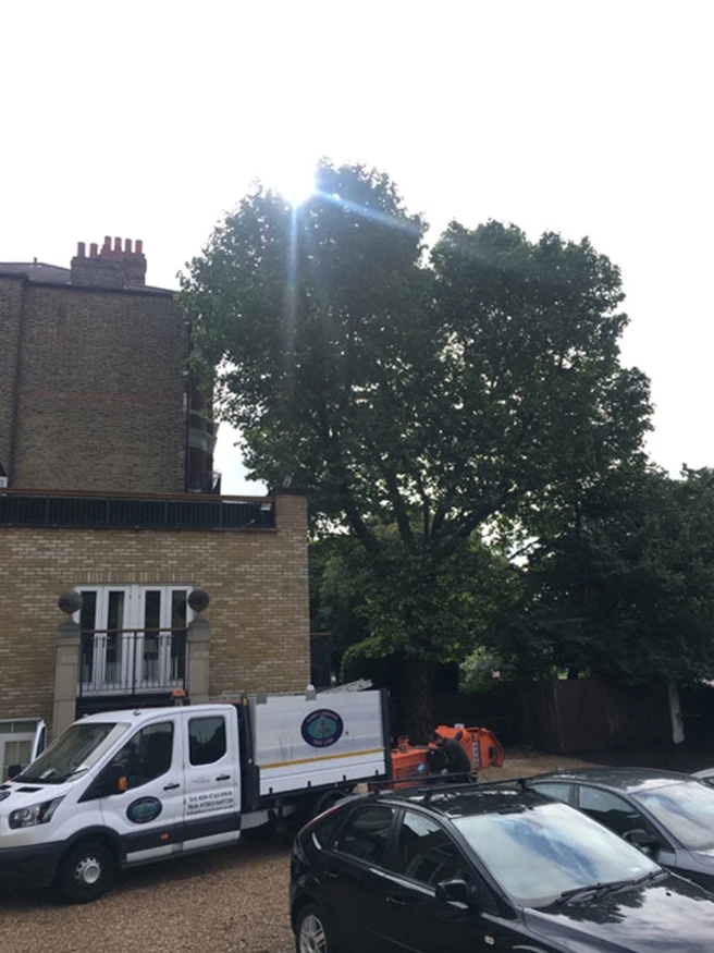 Tree Pollarding Clapham - Carpenters Tree Care