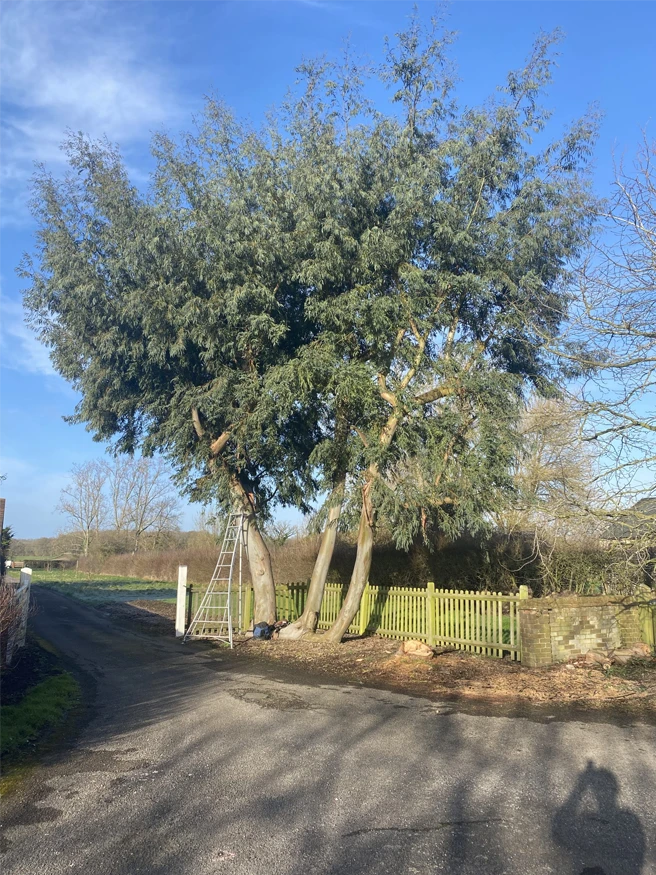 Tree Pollarding Near You - Carpenters Tree Care