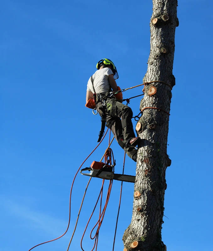 Tree Pollarding Services Surrey - Capenters Tree Care