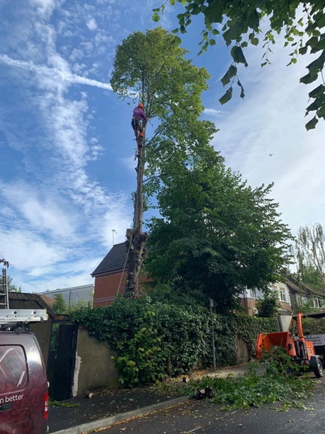 Tree Pollarding Sutton 1B - Carpenters Tree Care