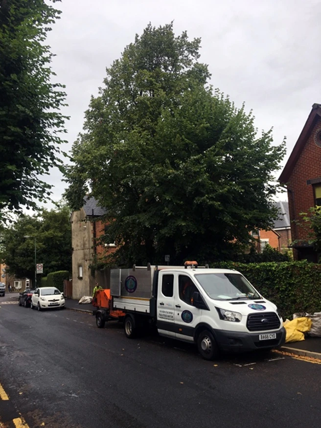 Tree Pollarding Sutton - Carpenters Tree Care
