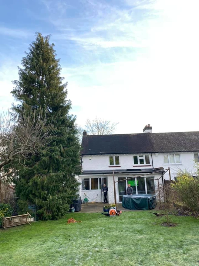 Tree Pruning Services - Carpenters Tree Care London