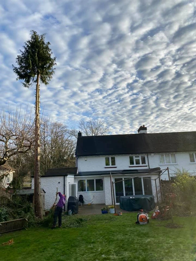 Tree Pruning Services Near You - Carpenters Tree Care London