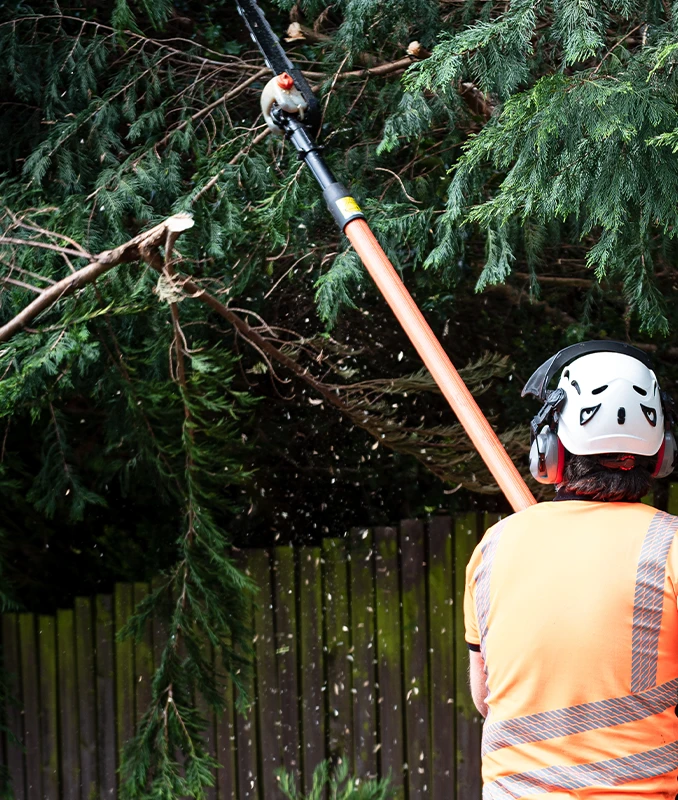 Tree Pruning Services Surrey - Capenters Tree Care London