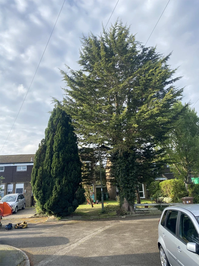 Tree Removal Services Near You - Carpenters Tree Care London