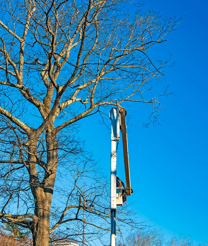 Tree Removal Services Surrey - Capenters Tree Care