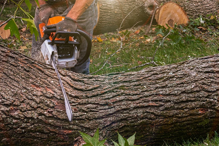 Tree Removal Services in London