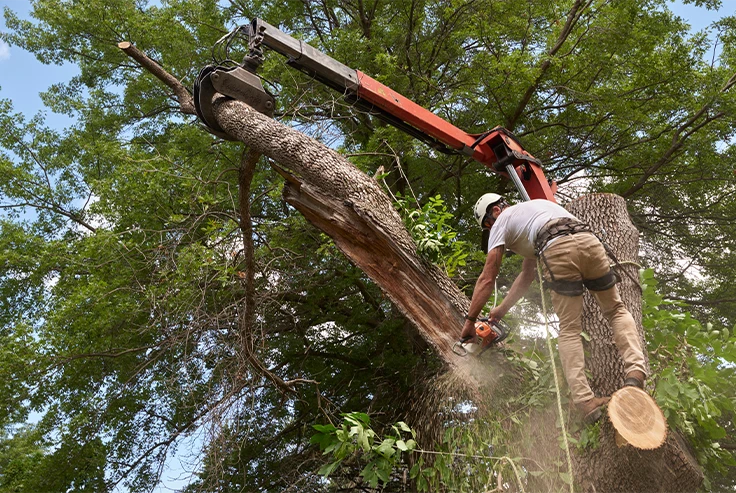 Tree Removal Services in Surrey