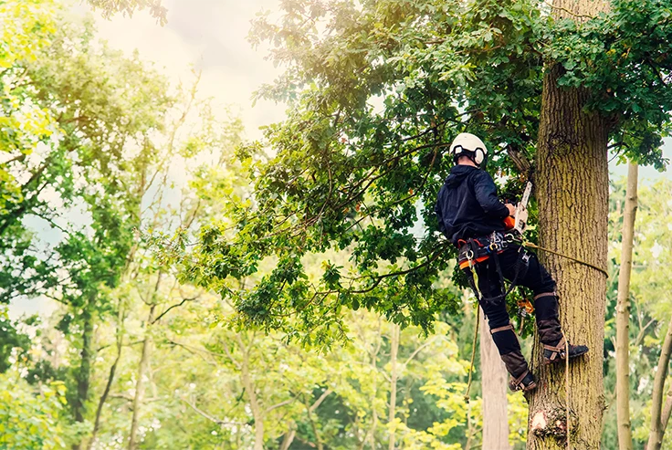 Tree Surgeons London Carpenters Tree Care Near You