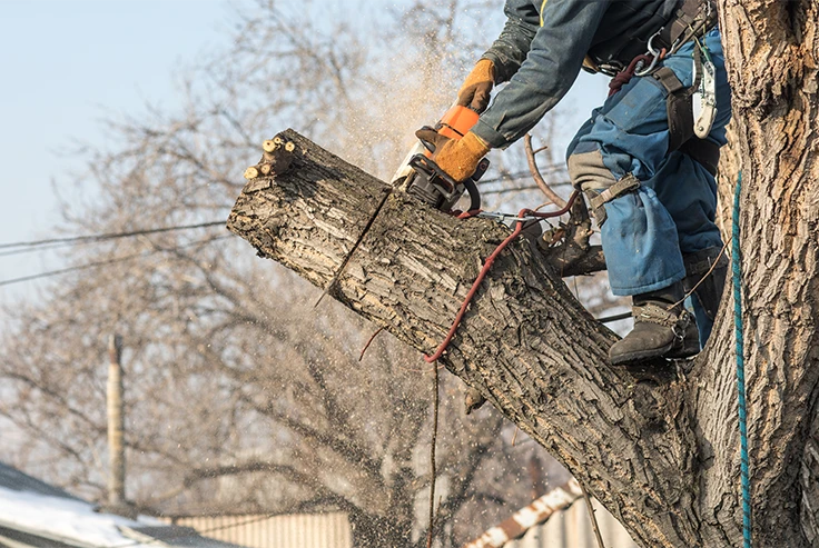 Tree Surgeons London Carpenters Tree Care Surrey